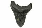Fossil Megalodon Tooth - South Carolina #169195-2